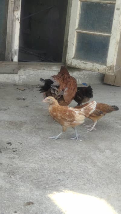 Hen with 3 chicks