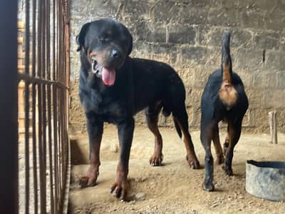 rottweiler for sale