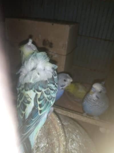 mix budgie split black wing \black face ,hogo, undersized available