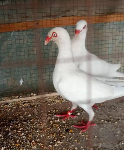 danish magpai pegion breeder