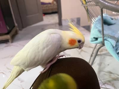 Handtame Cockatiel for Sale