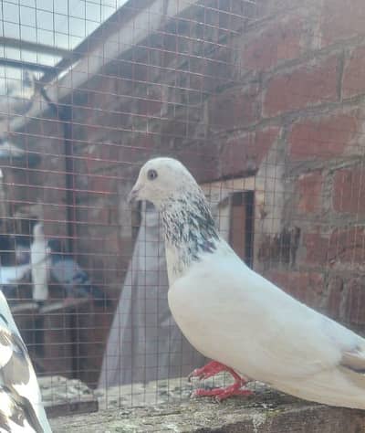 Breeder kabutar