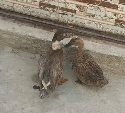 camel duck breeder pair for sale