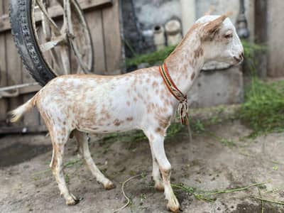 teddy bakra for sale lahore gahri shaho