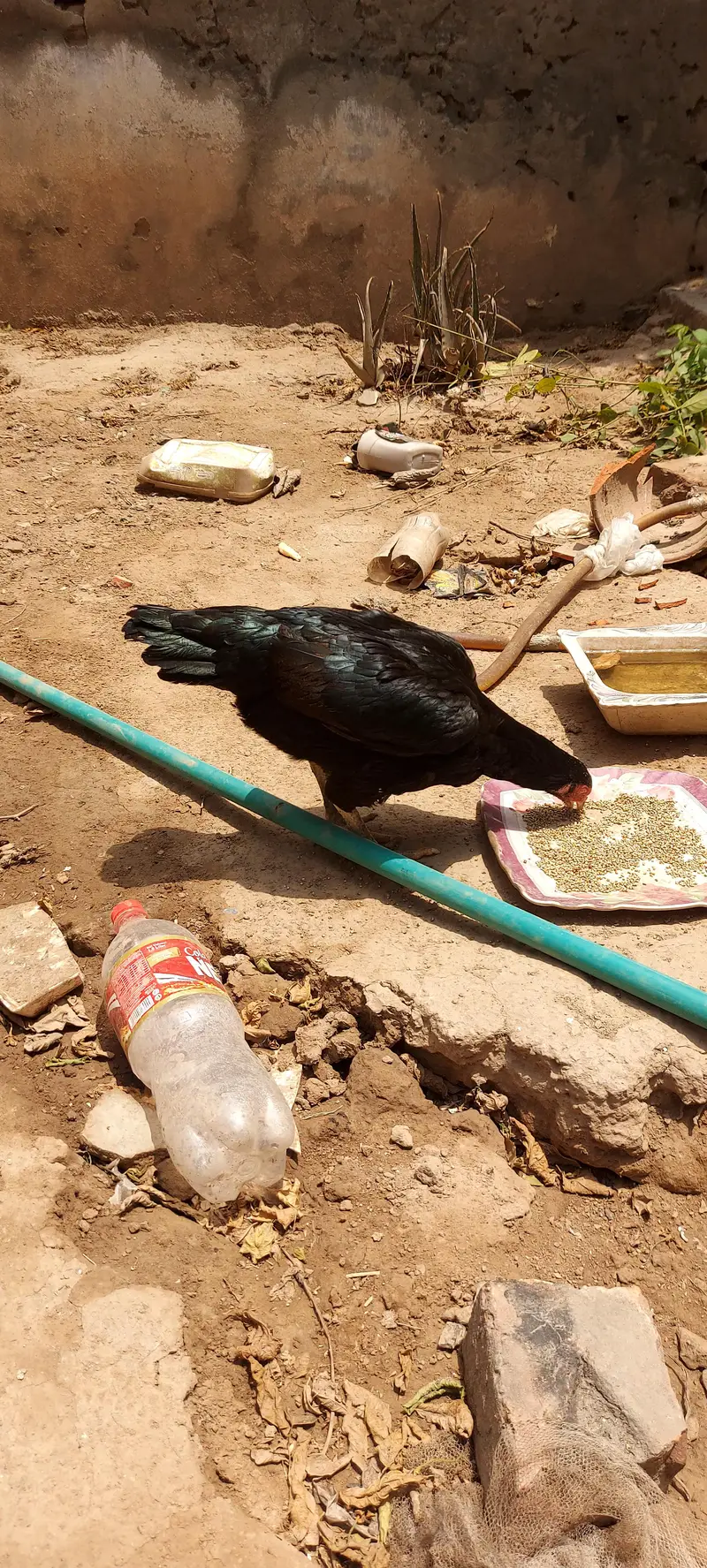 top class mainwali aseel murgi for sale — photo 4