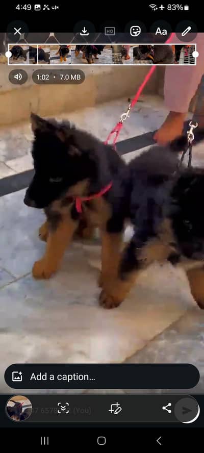 Long coat German puppy Shepherd . 03476578922 WhatsApp