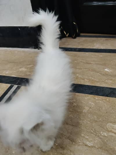 white pershion cat