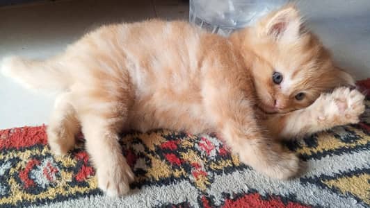 cat baybe bron
