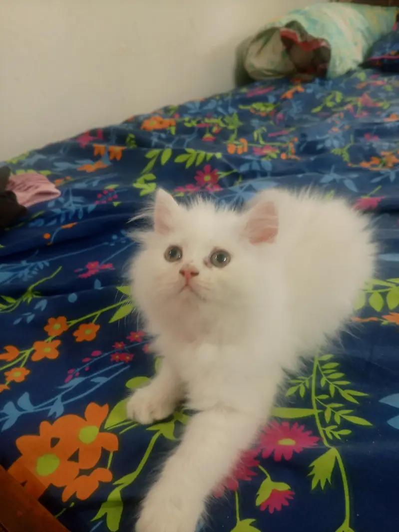 persian kitten