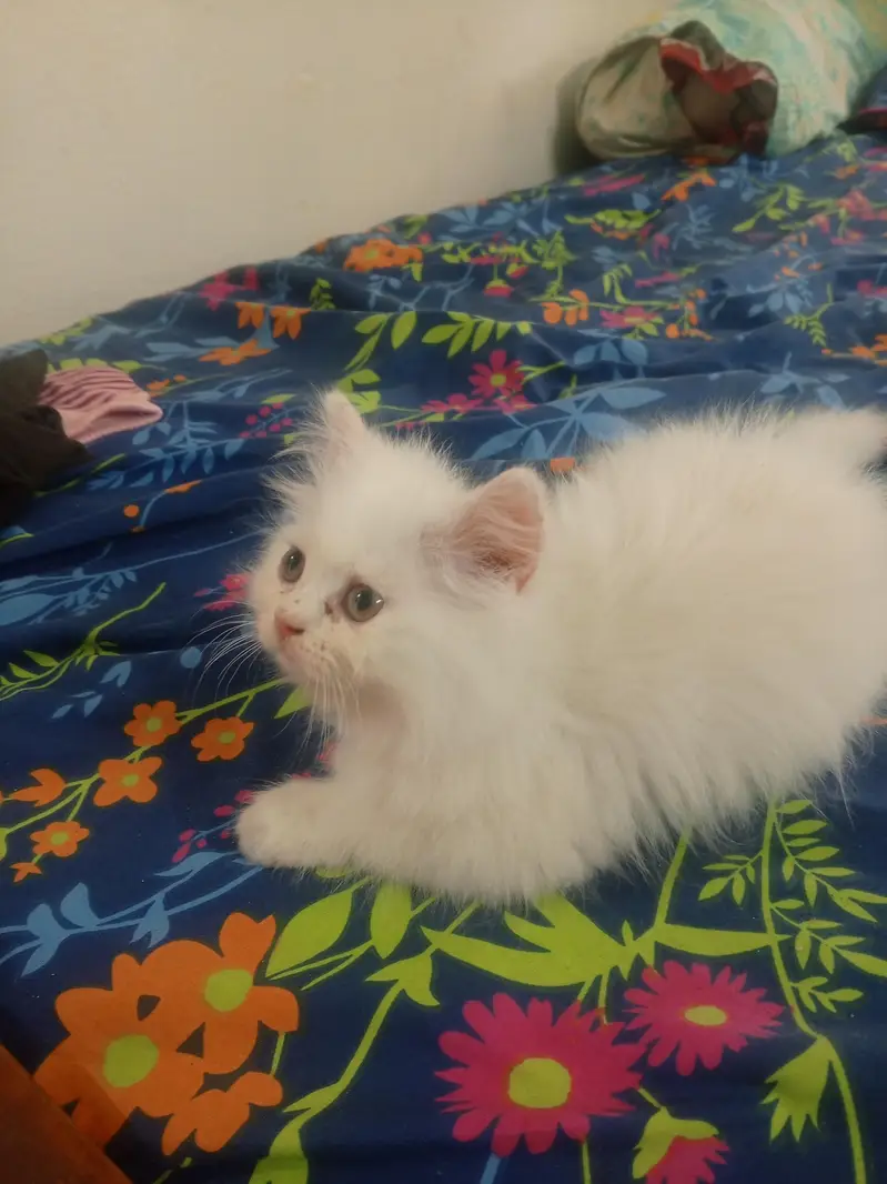 persian kitten — photo 2