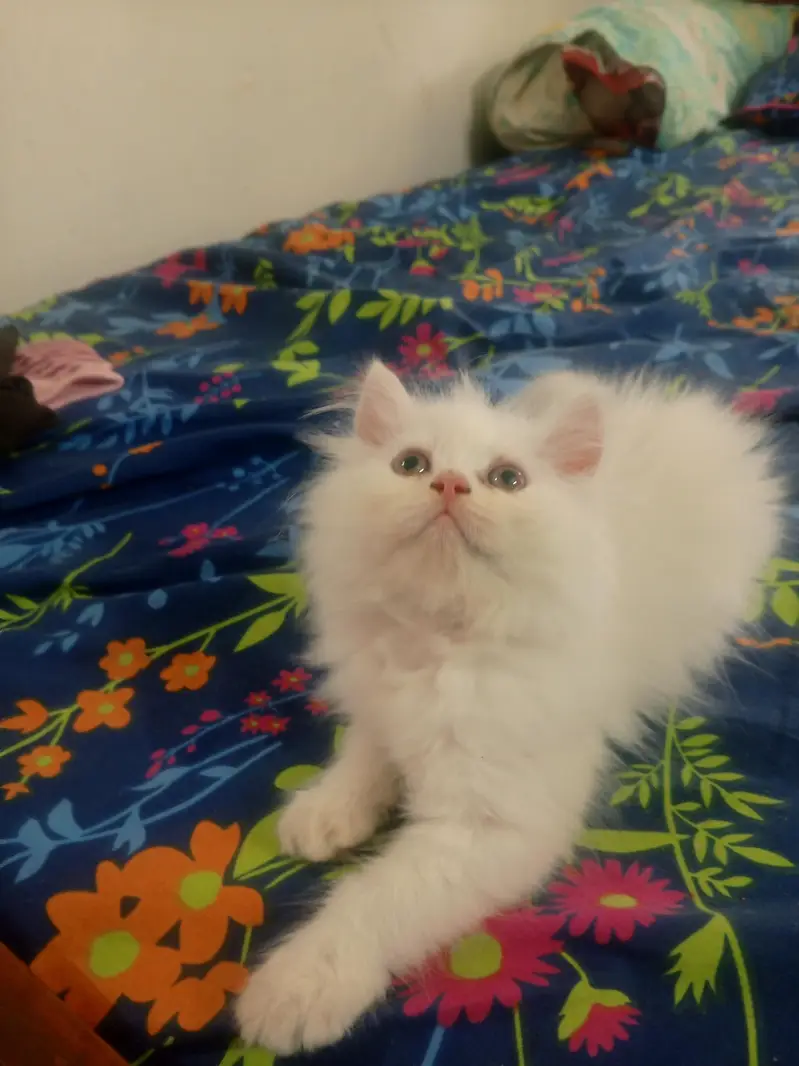 persian kitten — photo 3