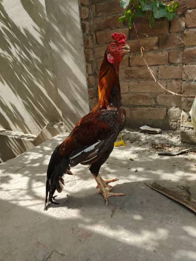 for sale