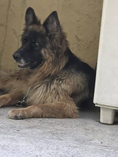 German shepherd 3coat