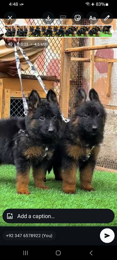 Long coat German puppy Shepherd . 03476578922 WhatsApp