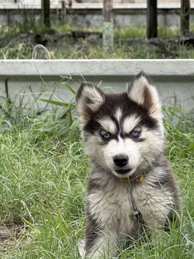 Siberian Husky Female Dog Female  Husky Female Black&white