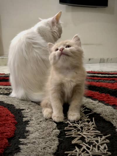 Super Fluffy Male Persian Kitten - Doll Faced & 100% Litter Trained