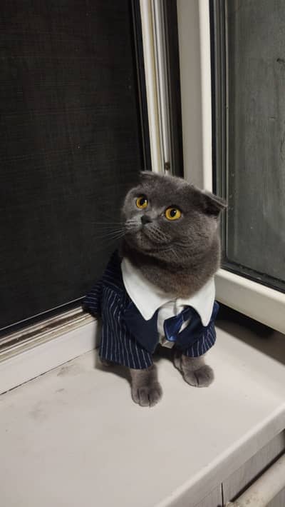 3 Year Old Scottish Fold Female Cat For Sale
