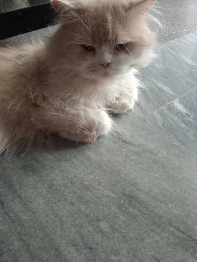 Persian Male cat