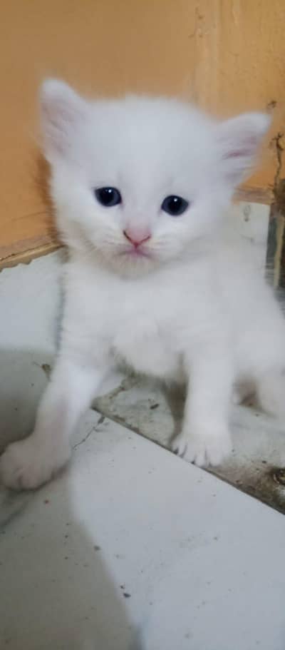 persian family urgnt sale one pair kittns with mothercat