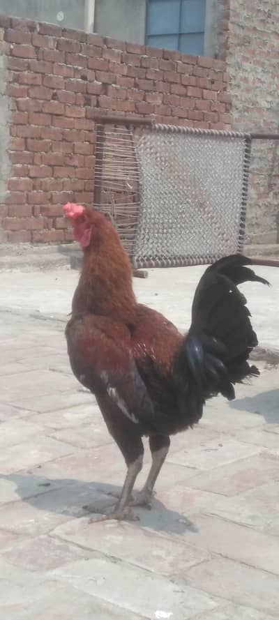 1 Aseel Cross Male or 3 deai henz