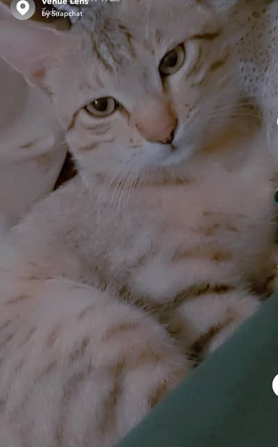Tabby male cat