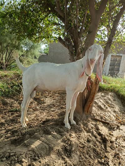 Rajanpuri gulabi bakra