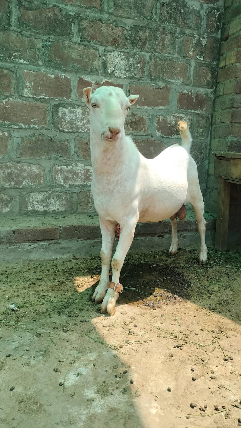tada bakra 0