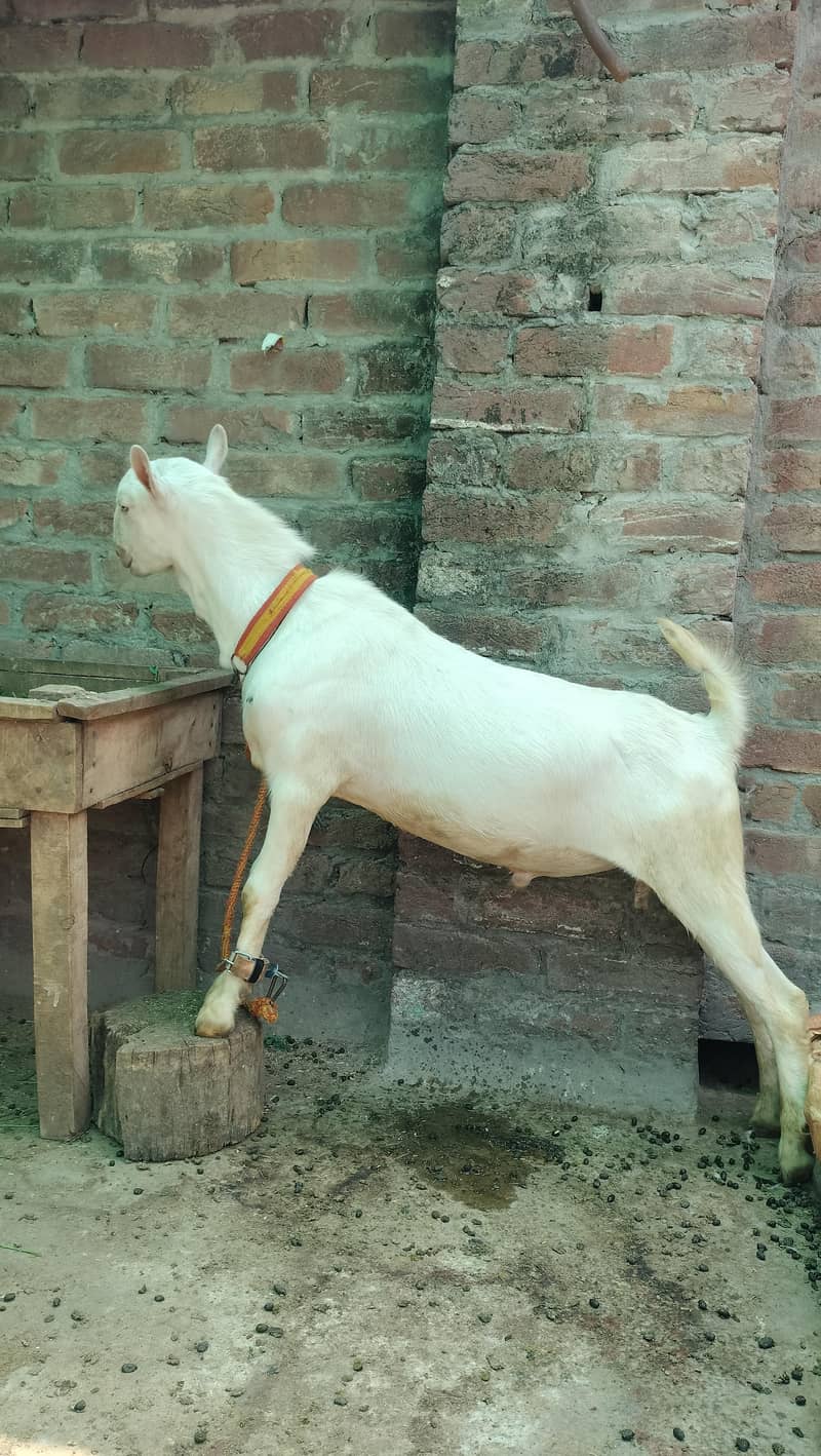 tada bakra 1