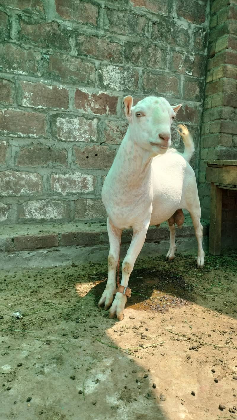 tada bakra 2