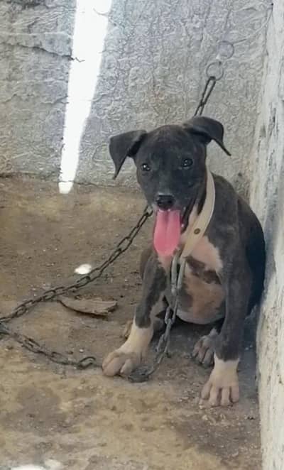 Pitbull female puppy available for sale