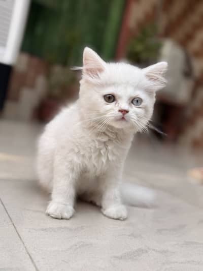Persian cat