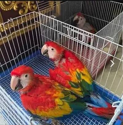 rad macaw parrot chicks for sale call number03220801966