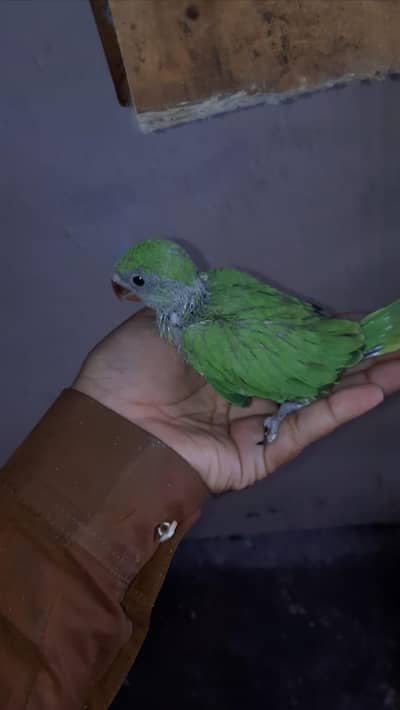 Green Ringneck Chick