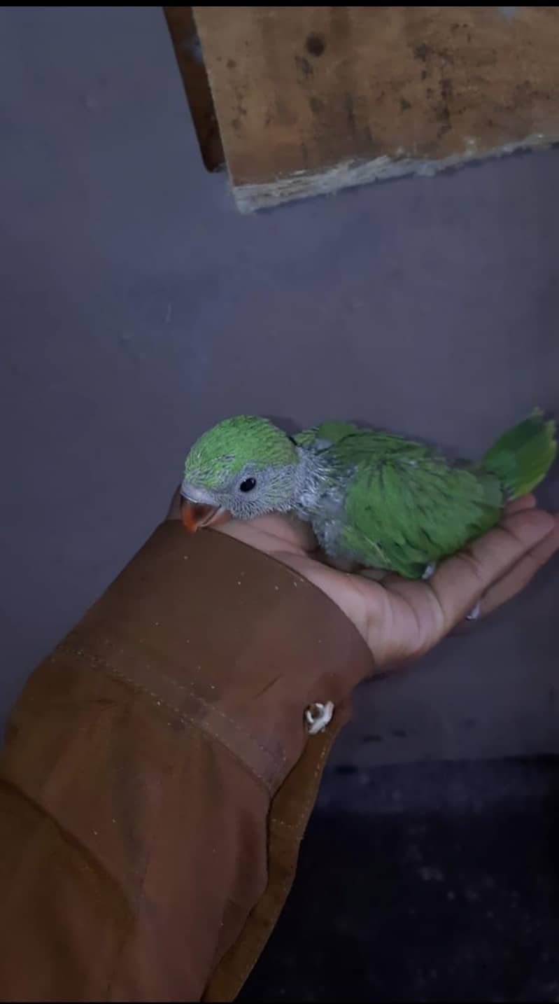 Green Ringneck Chick 1