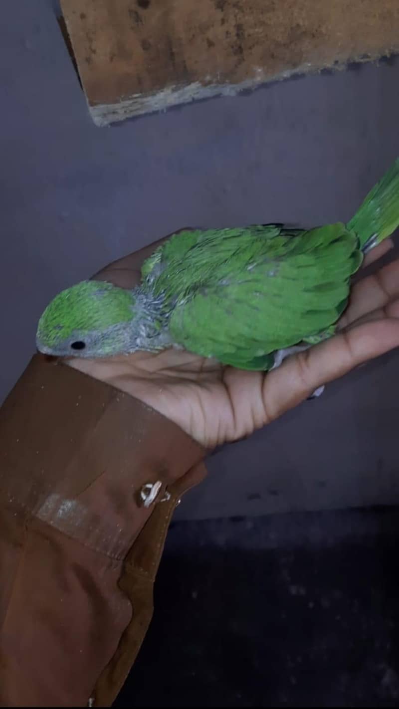 Green Ringneck Chick 2