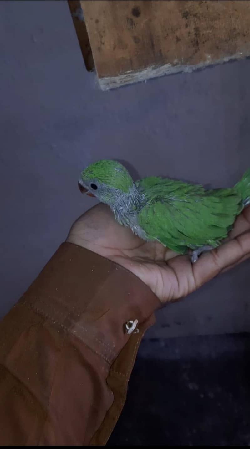 Green Ringneck Chick 3