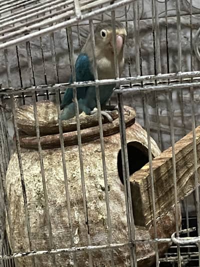 Love bird 3 piece and budgie