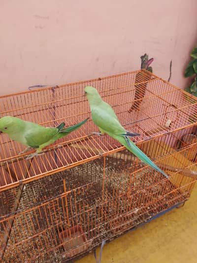 Ringneck pair