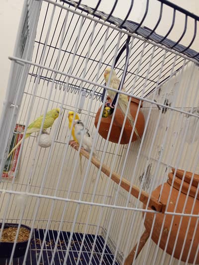 2 Budgiest Breeder Pair with 1 Red Eyes Fellow Chick (Full Step)