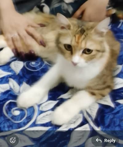 Double Coted Kitten for sale