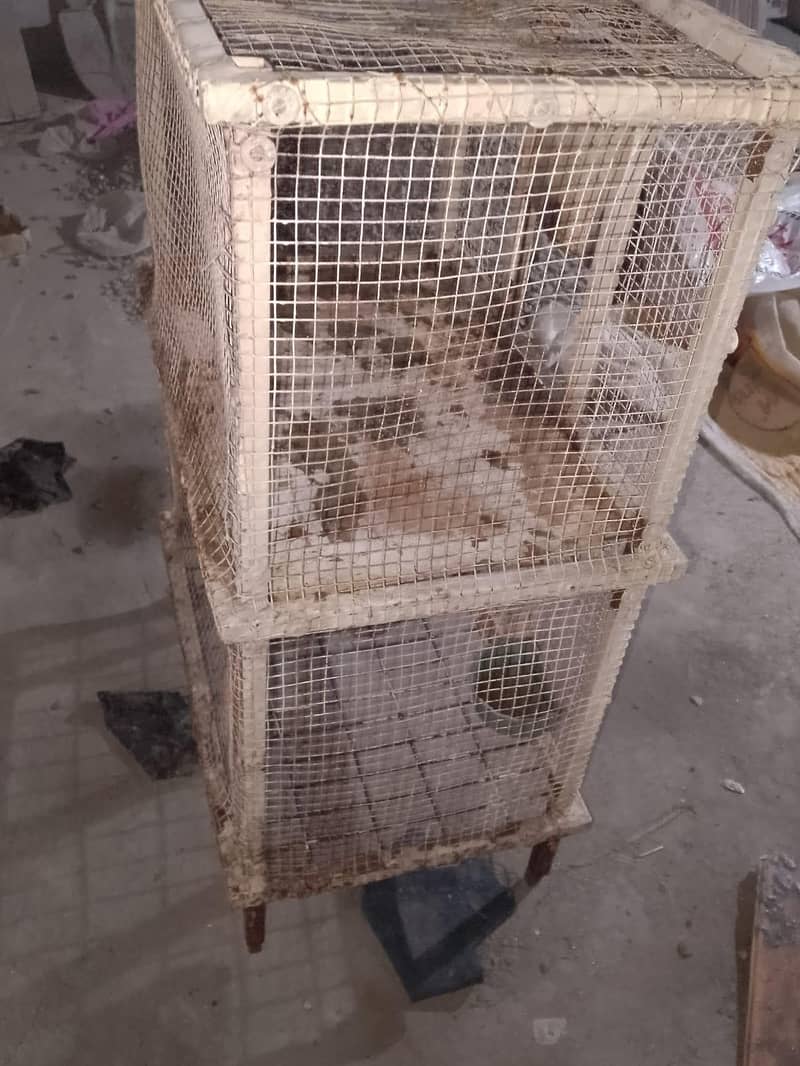 Hen Cage 2