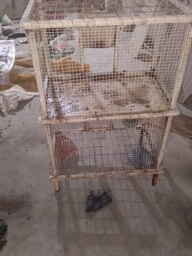 Hen Cage 4