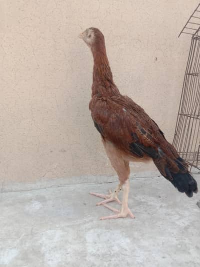 aseel Sindhi pathi for sale 03224186572