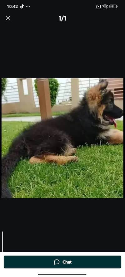 Quality German shepherd puppies contact  Whatsapp  03413177865