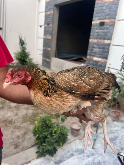 Desi Aseel Hen for sale