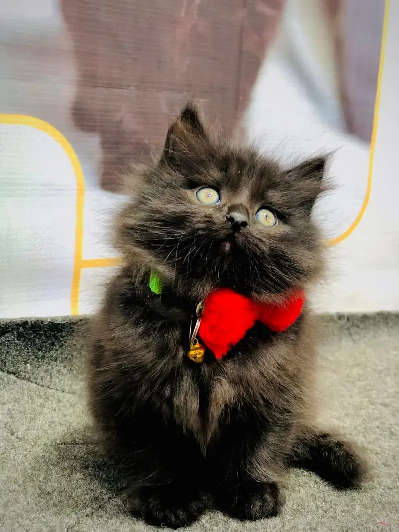 cash on deliveryPersian Punch face triple coat cat Kitten — photo 7