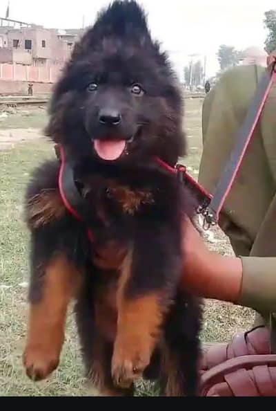 Quality German shepherd puppies contact  Whatsapp  03413177865