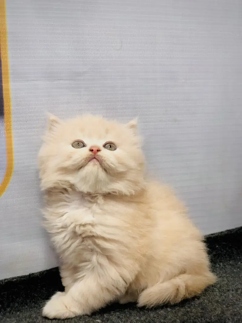 cash on deliveryPersian Punch face triple coat cat Kitten — photo 12