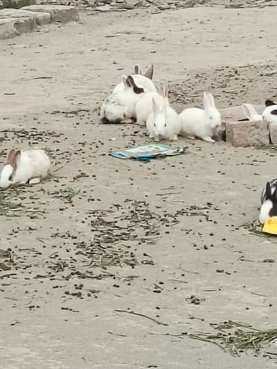 Male female rabbit for sale