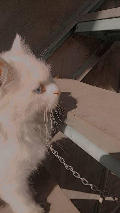 Persian female for sale